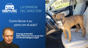 Read more about the article Como llevar a su perro en el auto?